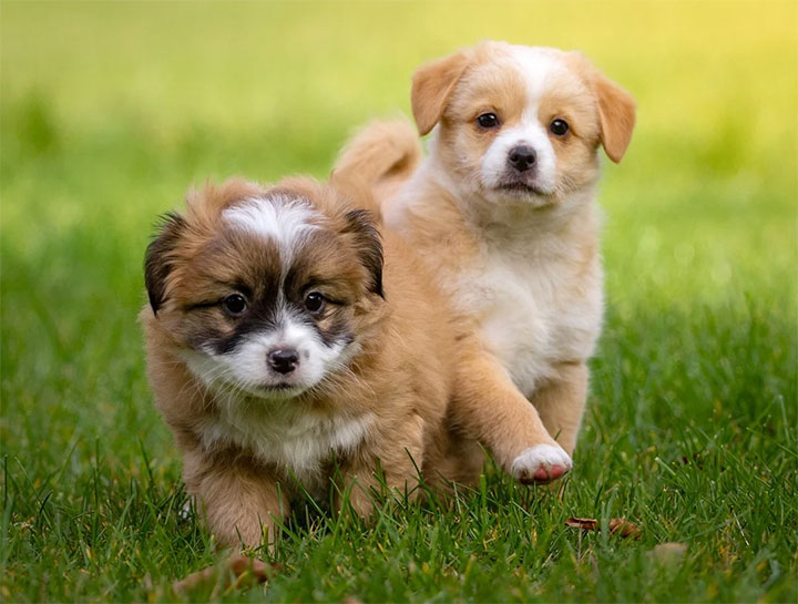 veterinary reproductive services near me