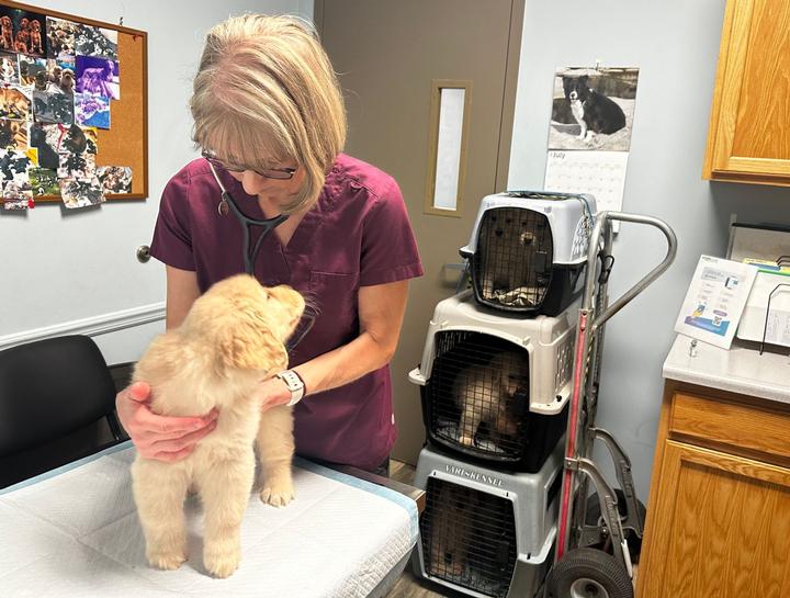Canine Reproduction Veterinarian