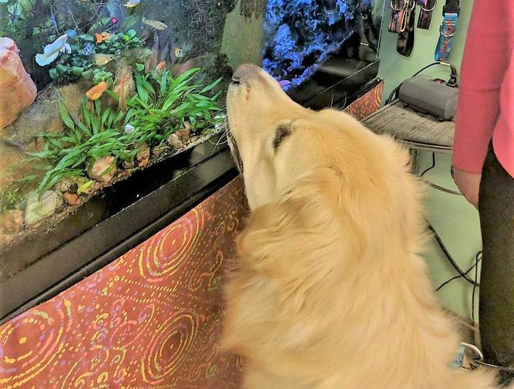 Do You Need A Health Certificate To Fly With A Dog